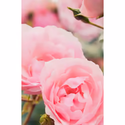 Khadi Rose Repair 200 ml Shampoo Donna - Vista aggiuntiva 6