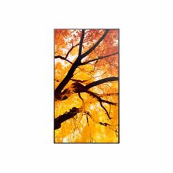 Sharp MultiSync M502 Pannello piatto per segnaletica digitale 127 cm (50") LCD 550 cd/m² 4K Ultra HD Nero 24/7 - Vista aggiuntiva 2