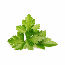 Click & Grow Cilantro/Coriander 3 pz Coriandolo Ricarica