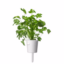 Click & Grow Cilantro/Coriander 3 pz Coriandolo Ricarica