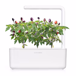 Click & Grow 4742793008745 ricarica e kit di crescita 3 pz Peperoncino Kit Starter