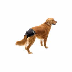 Pratico pannolino per cani monouso ultra assorbente. UTILITÀ: - Impedisce la penetrazione durante la stagione calda. Impedisc ...