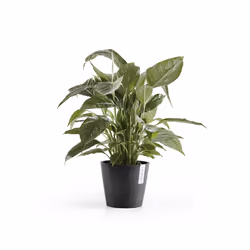Ecopots Amsterdam, Antracite, Plastica, 20 cm, 175 mm, 700 g, 1 pz