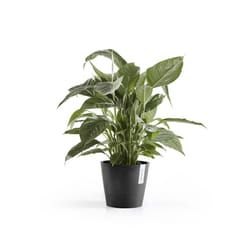Ecopots Amsterdam Antracite Plastica 1 pz