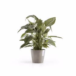Ecopots Amsterdam, Grigio, Plastica, 20 cm, 175 mm, 700 g, 1 pz