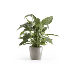 Ecopots Amsterdam Grigio Plastica 1 pz
