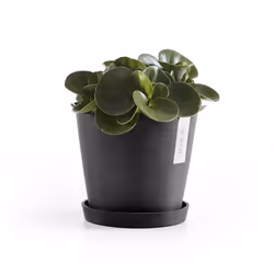 Ecopots Saucer Round Carrellino per pianta