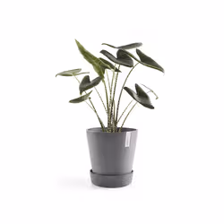 Ecopots Saucer Wheels Grigio 1 pz - Vista aggiuntiva 4