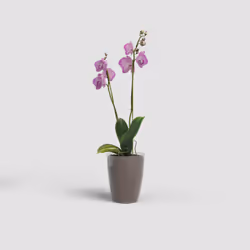 Artevasi Fiji Orchid Pot 12 pz