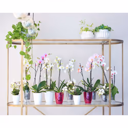 Artevasi Fiji Orchid Pot 12 pz