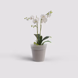 Artevasi Madagascar To Grow Orchid Pot 12 pz
