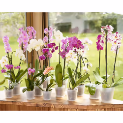 Artevasi Madagascar To Grow Orchid Pot 12 pz
