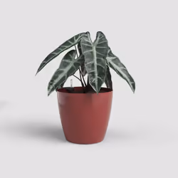 Artevasi San Remo Pot Sws Rosso 2 pz
