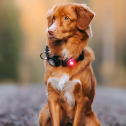 Orbiloc Dog Dual Rosso Plastica Cane Batteria per collare - Vista aggiuntiva 6