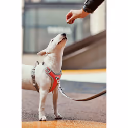 Hurtta HU-934052 Pettorina per cani e gatti 45 - 60 Grigio Poliestere Cane Pettorina Non-pull - Vista aggiuntiva 4