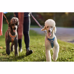 Hurtta HU-934057 Pettorina per cani e gatti Blu Poliestere Cane Pettorina Non-pull - Vista aggiuntiva 3