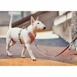Hurtta HU-934057 Pettorina per cani e gatti Blu Poliestere Cane Pettorina Non-pull - Vista aggiuntiva 5