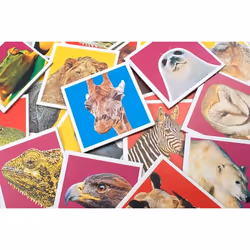 Tactic Wildlife Memo Carta da gioco Abbinamento - Vista aggiuntiva 4