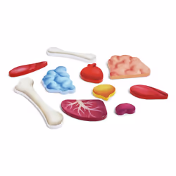 Hape Human Body Puzzle 60 pz Scienza - Vista aggiuntiva 5