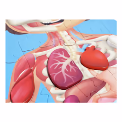 Hape Human Body Puzzle 60 pz Scienza - Vista aggiuntiva 6