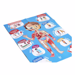 Hape Human Body Puzzle 60 pz Scienza - Vista aggiuntiva 7