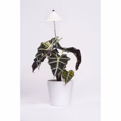 Venso EcoSolutions SUNLiTE 14 lampadina(e) LED 7 W