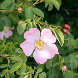 Rausch Balsamo Colorprotettivo alla Rosa Selvatica per Capelli Tinti 150ml - Vista aggiuntiva 4