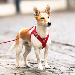 Curli Air-Mesh XS Verde Poliestere Cane Giacca - Vista aggiuntiva 5