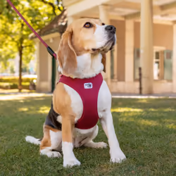Curli Air-Mesh M Verde Poliestere Cane Giacca - Vista aggiuntiva 3