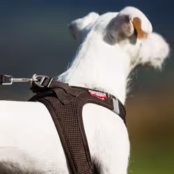 Curli Air-Mesh M Verde Poliestere Cane Giacca - Vista aggiuntiva 4
