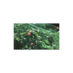 Tenax - rete di protezione antiuccelli H2 X10MT.