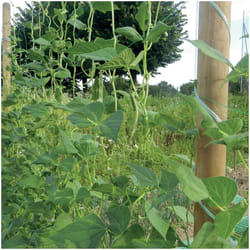 Rete Flora Tenax size h 2x5 mt