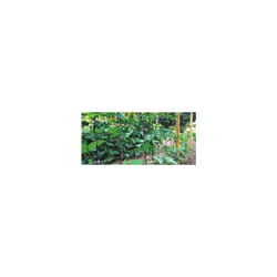 Supporto piante steel up 16x210 cm