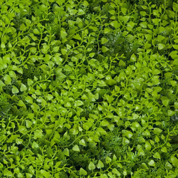 Il verde verticale sta diventando un importante elemento decorativo capace di creare suggestionanti pareti e trasformare qual ...