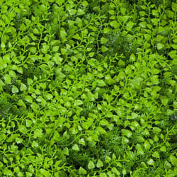 Siepe sintetica divy 3D panel fern 0.5X1 m Tenax siepe giardino recinzione accessori