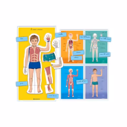 Clementoni MONTESSORI - IL CORPO UMANO - Vista aggiuntiva 4