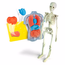Clementoni Science & Play Anatomia Scheletro E Organi - Vista aggiuntiva 2