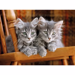 Clementoni Kittens Puzzle 500 pz Fauna - Vista aggiuntiva 2