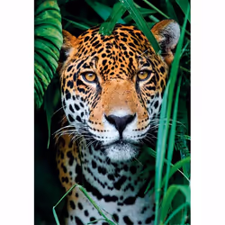 Clementoni High Quality Collection Jaguar in the Jungle Puzzle 500 pz Animali - Vista aggiuntiva 2
