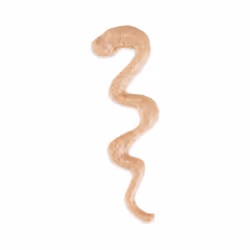 Schesir 25231204 Cane Premio Tonno 15 g