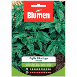 Basilico a Foglia di Lattuga: Pianta alta 30/40 cm, dalle foglie di notevoli dimensioni, bollose, di colore verde medio con p ...