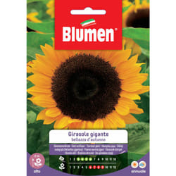 Semi di Girasole gigante - Blumen