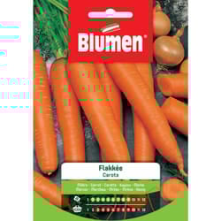 Semi carota flakkee Blumen sementi orto