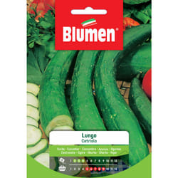Semi di Cetriolo Lungo - Blumen