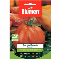 Pomodoro Cuore del PonentePOMODORO – Solanum Lycopersicum L. varietà: PONDEROSAFrutti rotondi, irregolari, leggermente schiac ...