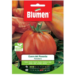 Semi pomodoro cuore del ponente Blumen sementi orto