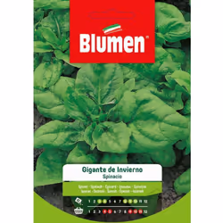 Spinacio Gigante D'Inverno Blumen. Caratteristiche: Trapianto: si consiglia di trapiantare le piantine quando raggiungono l'a ...