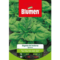 Semi spinacio gigante d'inverno Blumen sementi orto