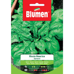 Semi spinacio riccio america Blumen sementi orto