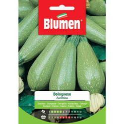 Semi zucchino bolognese Blumen sementi orto